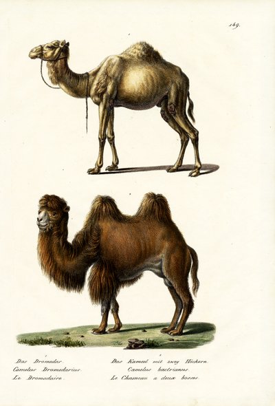 Dromedary, 1824 by Karl Joseph Brodtmann